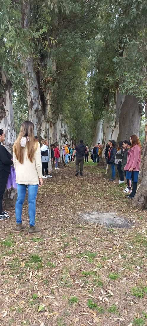 Estudiantes forman un pasillo a lo largo de una avenida de eucaliptos